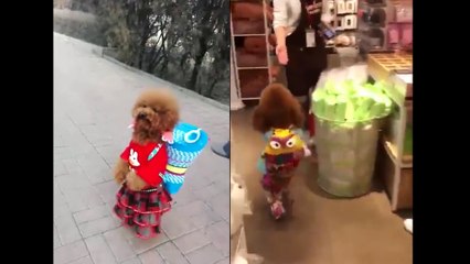 [anecdote] My God, the puppy learns to walk like a human.