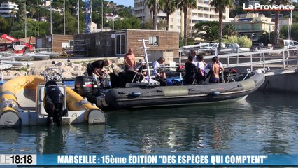 Marseille : le Parc national des Calanques lance sa 15e édition "des espèces qui comptent"