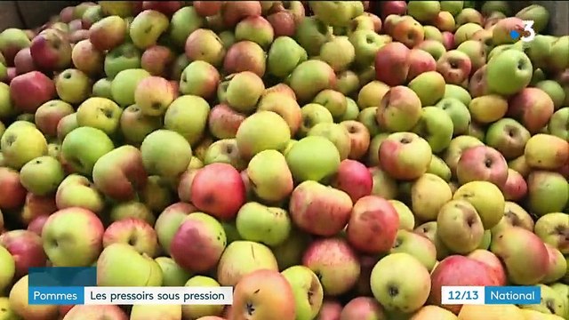 Pommes : les pressoirs sous pression