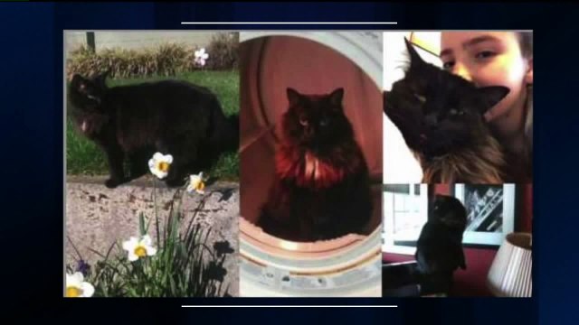 `It`s Absolutely Horrific`: Vet Performing Necropsies on Mutilated Cats in Washington Speaks Out