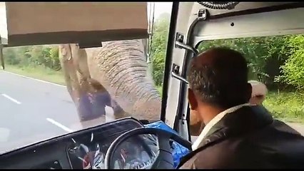 Elephants playing in the road