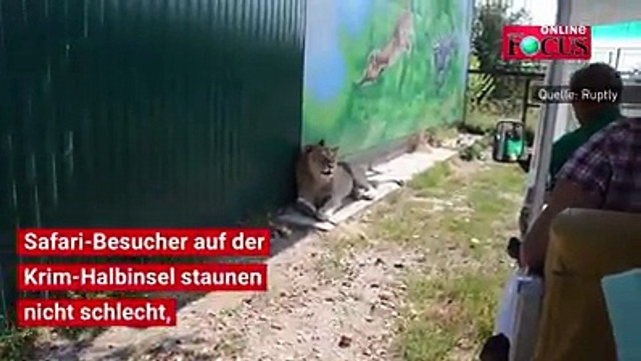 Filya mag Menschen sehr: Safari-Besucher im Taigan Lions Park auf der Krim-Halbinsel staunen nicht schlecht, als der ausgewachsene Löwe zu ihnen ins Fahrzeug kl