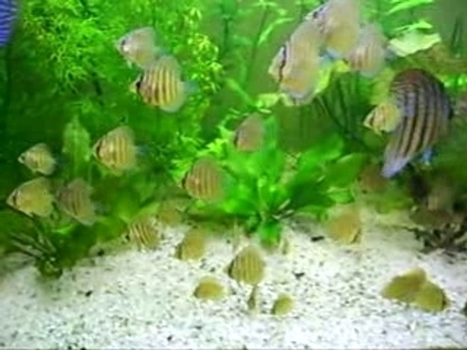 Gwenn Discus
