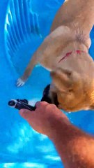 Rescue Puppy Loves Playing With Water