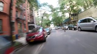 Runaway Dog Leads Good Samaritans on Chase Through New York City