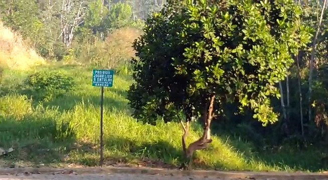 Incêndio em área de vegetação em Colatina