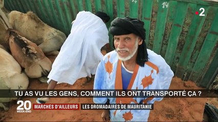 Marché d’ailleurs : les dromadaires de Mauritanie