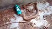 Un cobra sauvé qui a la tête coincée dans une canette de bière