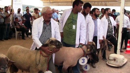 Çoban köpekleri ve koçlar yarıştı