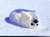 focas bebes tiernas