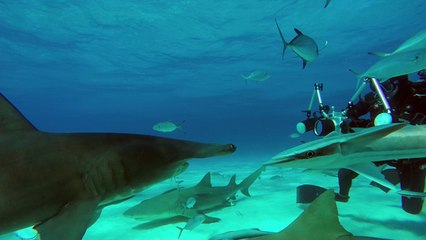 Divers surrounded by huge sharks!