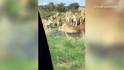 حتى في الحيوانات.. مجموعة من اللبؤات  تحاول التخلص من أسد!