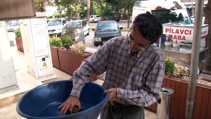 Evinin bahçesinde gördüğü yaralı dev kurbağa için seferber oldu