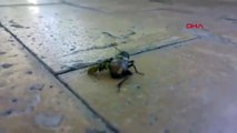 Arı, boyundan büyük sineği yedi