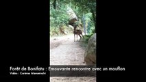 Forêt de Bonifatu : Emouvante rencontre avec un mouflon