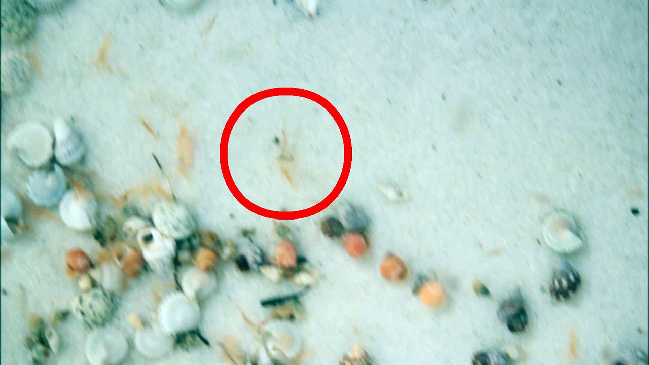 Megalopa greift Artemie an! Megalopa attacks artemia!