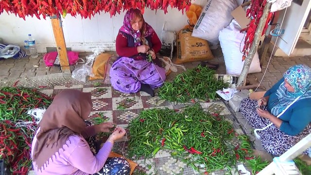 Tescilli Kale biberi sofralardan önce duvarları süslüyor