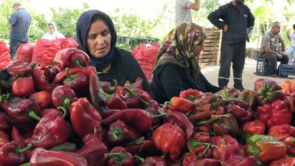 Gastronomi şehrinde 'acı' telaş - GAZİANTEP