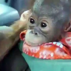 Bu ufaklığın ismi Gonda. 10 aylık olan Gonda'nın kas zayıflığı var. Gonda, rahatça ağaçlara tırmanabilmek için Dr. Signe Preuschoft il beraber güç antremanı yap