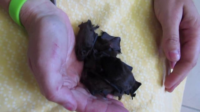 4 bébés chauves-souris juste adorables