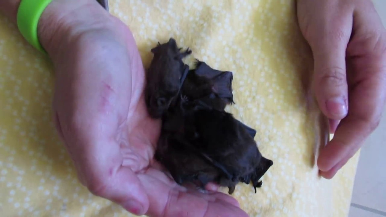 4 bébés chauves-souris juste adorables
