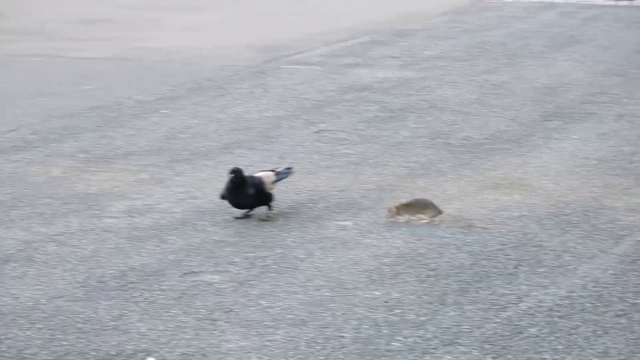 Un rat s'en prend à un corbeau... Pas commode le rongeur