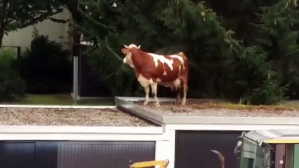 Une vache atterrit sur un toit... Comment c'est possible???