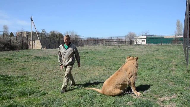 Il s'amuse avec sa lionne... Gros chat