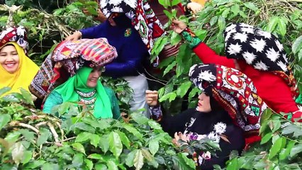 'Arabica Gayo Kahve Hasadı Festivali' - AÇE