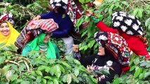 'Arabica Gayo Kahve Hasadı Festivali' - AÇE