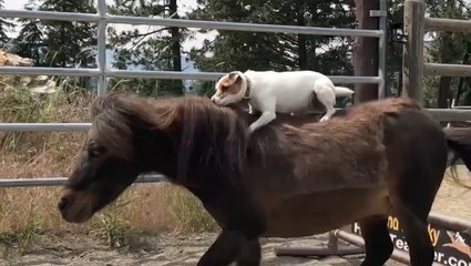 Spanky and Dally's Friendship