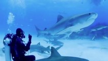 Swimming With Tiger Sharks