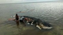 Un cachalot retrouvé mort avec 6 kg de plastique dans le ventre