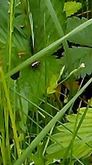 mondo animale EP 196