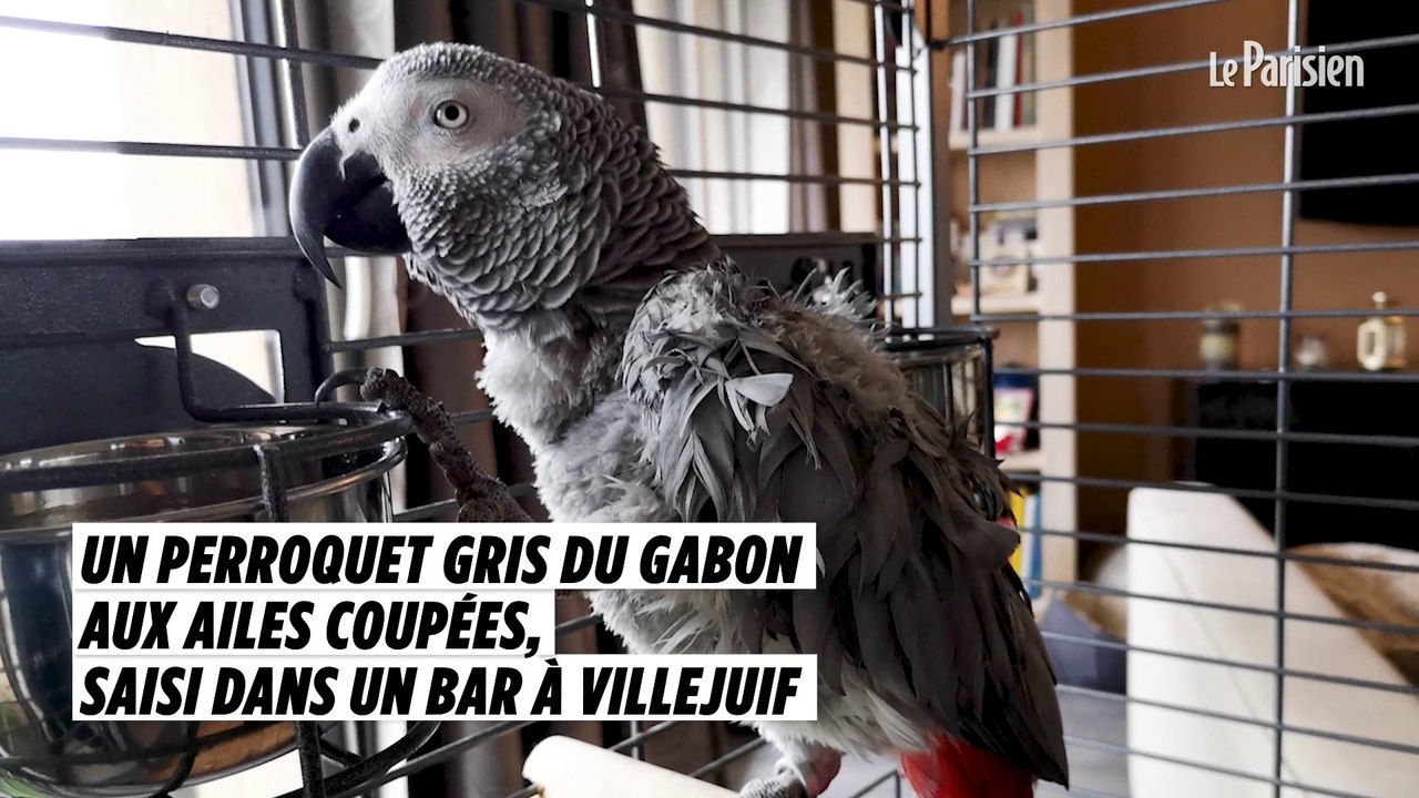 Un perroquet gris du Gabon aux ailes coupées, saisi dans un bar à Villejuif