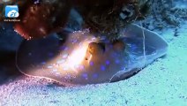 4k ultra HD underwater video deep sea  underwater diving