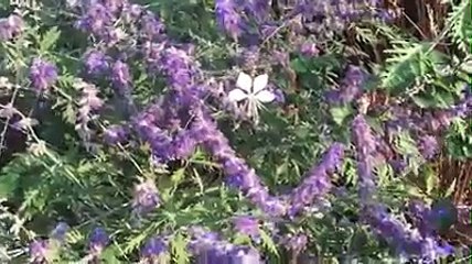 অবশেষে প্রমাণিত হলো দেশে মাহফুজ স্যার একা নন,টাকাওয়ালাদের হাতে গান চলে গেছে,বিদায় পিতিবি