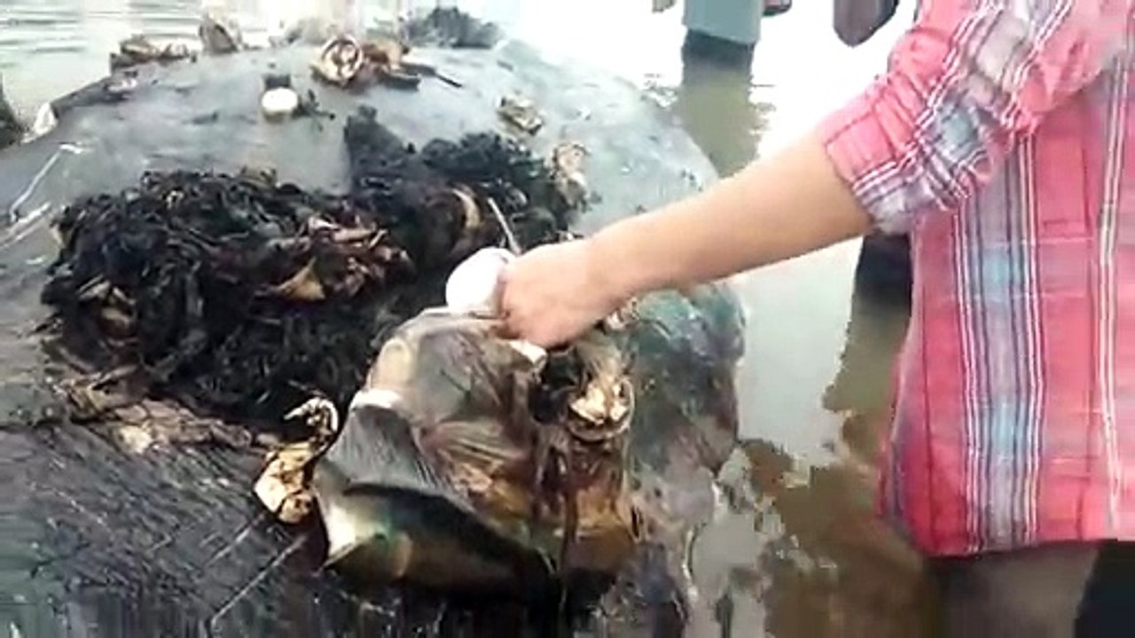 Un cachalot s'échoue après avoir ingurgité 6kg de plastique