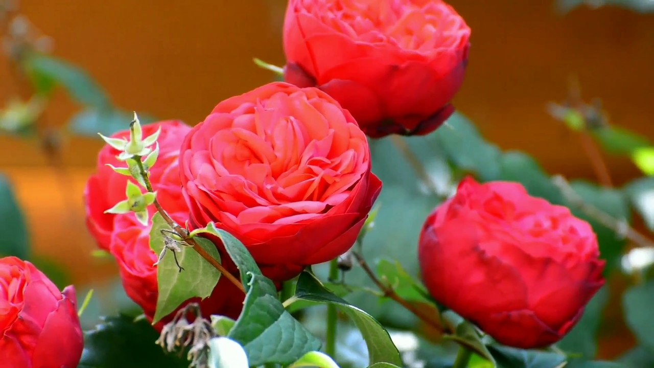 4k UHD nikon coolpix p1000 4k nikon 4k