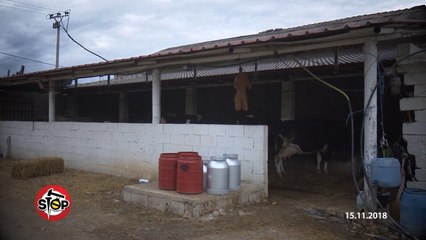 Stop - Lopet me bruceloze, Ministria e Bujqesise merr masa per eleminimin e tyre! (21 nentor 2018)