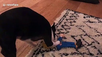 Dog savagely destroys Donald Trump chew toy