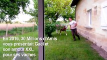 La Belle Vie des Vaches de Gaël