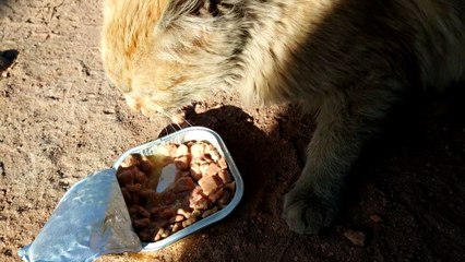 Chat affamé de la rue [La vie de chat dans la rue]