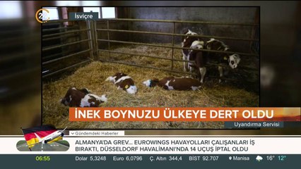 İnekler boynuzlu mu olsun boynuzsuz mu