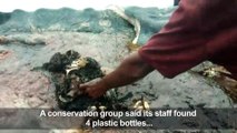 Dead sperm whale in Indonesia found with 6 kilograms of plastic in stomach