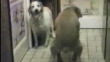 2005_mix-amor-animal