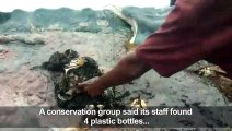 Dead whale in Indonesia found with 6kg of plastic in its stomach
