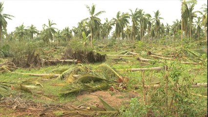 தென்னை மரங்கள் விழுந்ததால் மனமுடைந்த விவசாயி தற்கொலை- வீடியோ