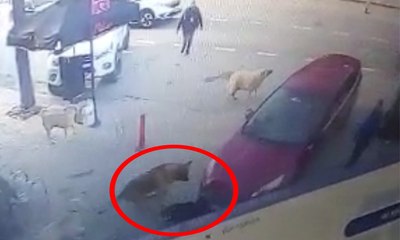 Otomobil altında kalan köpeği sokak köpekleri kurtardı