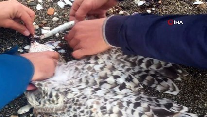 Balıkçı oltasına takılan martıyı çevreci gençler kurtardı